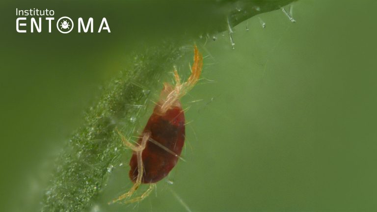 Cómo Eliminar la Araña Roja Plaga en Cultivos Agrícolas