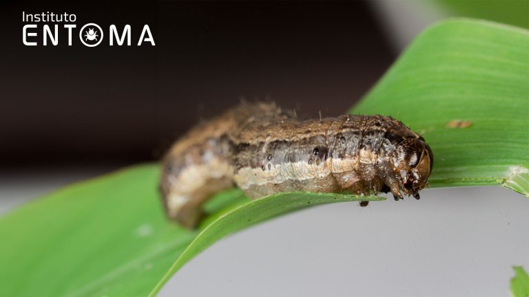 Larva impactante de Noctuidae